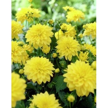 Bulbi dalii Cézanne - 1 bucată, calitatea a II-a