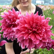 Bulbi dalii Emory Paul - 1 bucată, flori foarte mari!