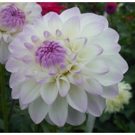 Bulbi dalii Eveline - 1 bucată