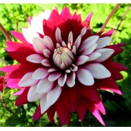 Bulbi dalii Rebecca' s World - 1 bucată