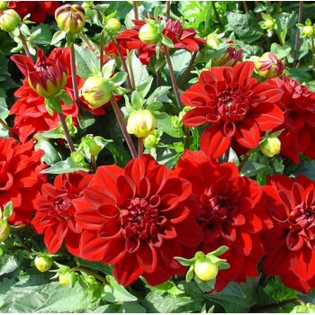 Bulbi dalii Singer - 1 bucată, marimea a II-a