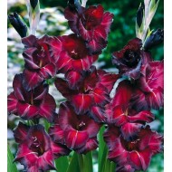 Bulbi gladiole Black Sea - Pachet 5 bucăți, bulbi MARI Bulbi gladiole Black Sea - Pachet 5 bucăți, bulbi MARI