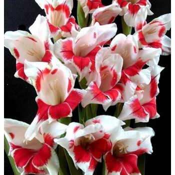 Bulbi gladiole Japonica - Pachet 5 bucăți, bulbi MARI