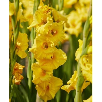 Bulbi gladiole Strong Gold - Pachet 5 bucăți, bulbi MARI