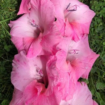 Bulbi gladiole Bartok - Pachet 5 bucăți, bulbi MARI