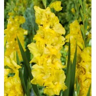 Bulbi gladiole Charisma - Pachet 5 bucăți