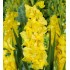 Bulbi gladiole Charisma - Pachet 5 bucăți