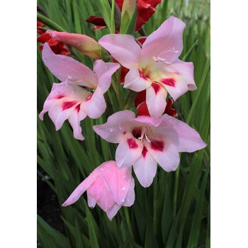 Bulbi gladiole Elvira - Pachet 5 bucăți, soi rezistent la îngheț