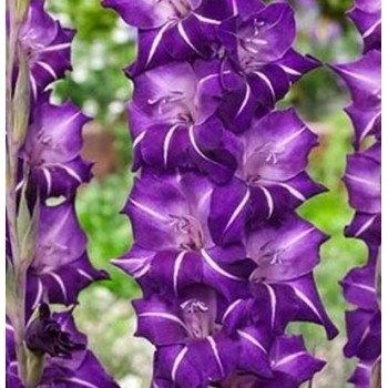 Bulbi gladiole Hallowy - Pachet 5 bucăți, bulbi MARI