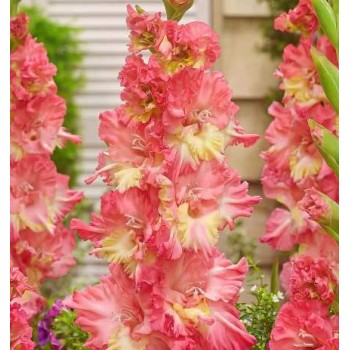 Bulbi gladiole Mango Muse - Pachet 5 bucăți