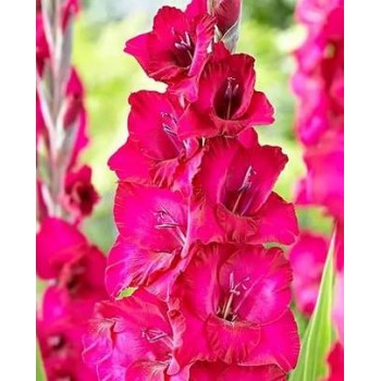 Bulbi gladiole Natan - Pachet 5 bucăți