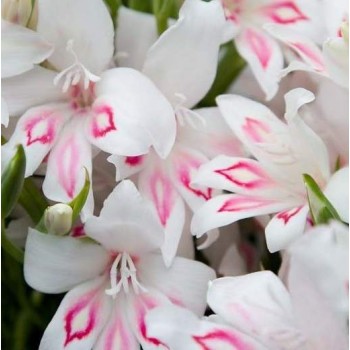 Bulbi gladiole Nymph - Pachet 5 bucăți, soi rezistent la îngheț