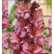 Bulbi gladiole Rusty Chestnut - Pachet 5 bucăți, bulbi MARI Bulbi gladiole Rusty Chestnut - Pachet 5 bucăți, bulbi MARI