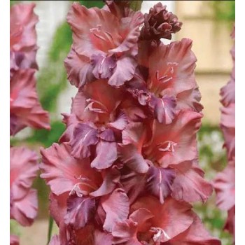 Bulbi gladiole Rusty Chestnut - Pachet 5 bucăți, bulbi MARI