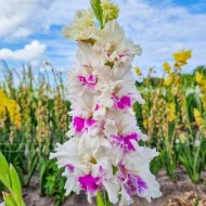 Bulbi gladiole Violet Hearth - Pachet 5 bucăți, bulbi MARI