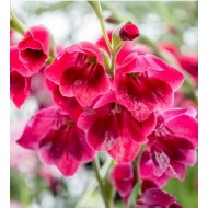 Bulbi gladiole Papilio Ruby Red - Pachet 5 bucăți, bulbi mici, RARITATE!