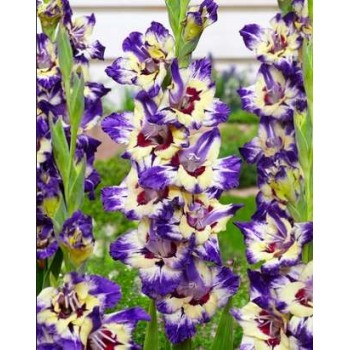 Bulbi gladiole Circus Color - Pachet 5 bucăți, bulbi MARI