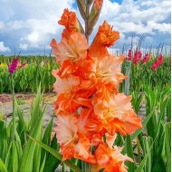 Bulbi gladiole Coral Crush - Pachet 5 bucăți, bulbi MARI