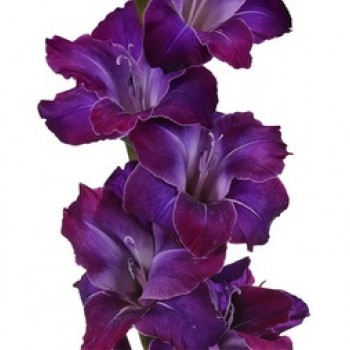 Bulbi gladiole Deep Purple - Pachet 5 bucăți, bulbi MARI