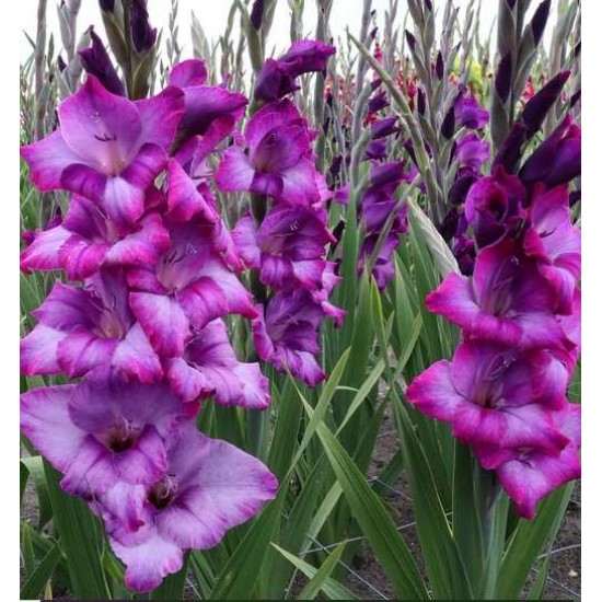Bulbi gladiole Kim - Pachet 5 bucăți, soi cu înălțimea 50-70 cm Bulbi gladiole Kim - Pachet 5 bucăți, soi cu înălțimea 50-70 cm
