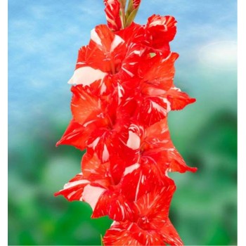 Bulbi gladiole Koi Pursuit - Pachet 5 bucăți, bulbi MARI