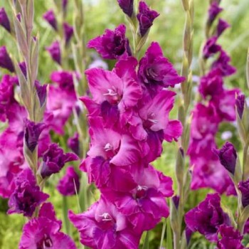 Bulbi gladiole Showbird - Pachet 5 bucăți, bulbi MARI