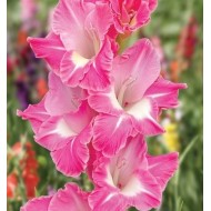 Bulbi gladiole Pink Parrot - Pachet 5 bucăți