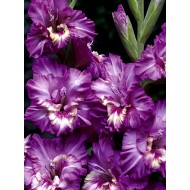 Bulbi gladiole Sacramento Frizzle - Pachet 5 bucăți, bulbi MARI!