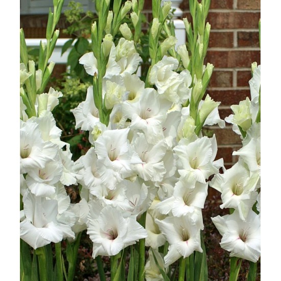 Bulbi gladiole White Prosperity - Pachet 5 bucăți, bulbi  FOARTE MARI!