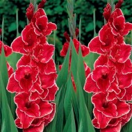 Bulbi gladiole After Shock - Pachet 5 bucăți, bulbi MARI! Bulbi gladiole After Shock - Pachet 5 bucăți, bulbi MARI!