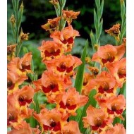 Bulbi gladiole Alice - Pachet 5 bucăți