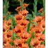Bulbi gladiole Alice - Pachet 5 bucăți