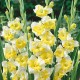 Bulbi gladiole Buggy ® - Pachet 5 bucăți