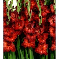 Bulbi gladiole Chocolate ® - Pachet 5 bucăți, bulbi MARI Bulbi gladiole Chocolate ® - Pachet 5 bucăți, bulbi MARI