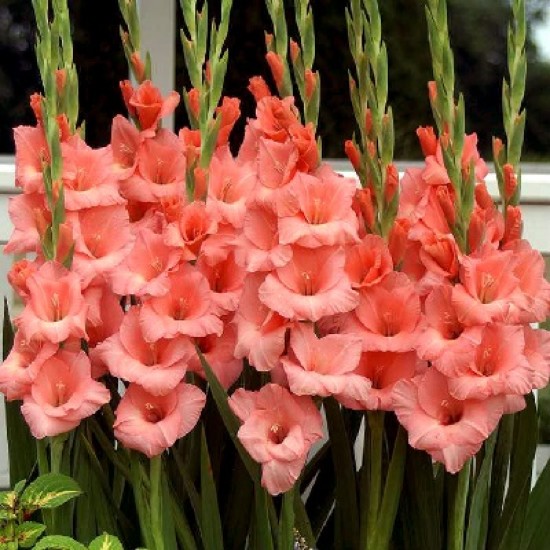 Pachet 100 bulbi gladiole Forte Rosa