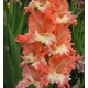 Bulbi gladiole Frizzled Coral Lace - Pachet 5 bucăți
