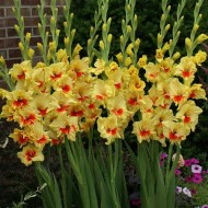 Bulbi gladiole Jester - Pachet 5 bucăți Bulbi gladiole Jester - Pachet 5 bucăți