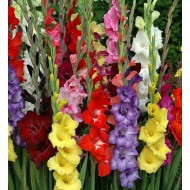 Bulbi gladiole mixte - Pachet 5 bucăți Bulbi gladiole mixte - Pachet 5 bucăți