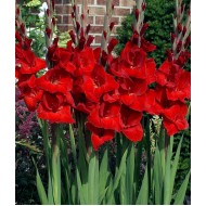 Bulbi gladiole Oscar - Pachet 5 bucăți, bulbi MARI
