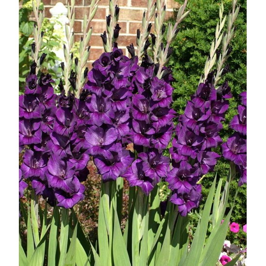 Bulbi gladiole Purple flora - Pachet 5 bucăți, bulbi MARI