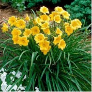 Bulbi hemerocallis Stella d'Oro - 1 bucată, marimea a II-a Bulbi hemerocallis Stella d'Oro - 1 bucată, marimea a II-a