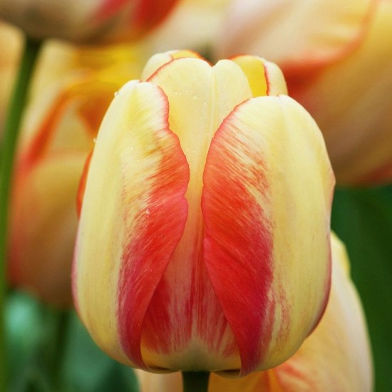 Bulbi lalele Beauty of Spring - Pachet 5 bucăți