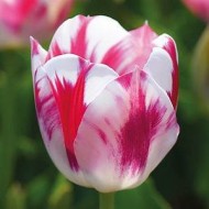 Bulbi lalele Blenda Flame - Pachet 5 bucăți, bulbi mari, 12+