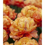 Bulbi lalele Valdivia - Pachet 5 bucăți Bulbi lalele Valdivia - Pachet 5 bucăți