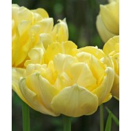 Bulbi lalele Verona - Pachet 5 bucăți