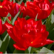 Bulbi lalele Abba - Pachet 5 bucăți Bulbi lalele Abba - Pachet 5 bucăți