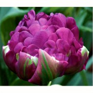 Bulbi lalele Negrita DOUBLE - Pachet 5 bucăți, bulbi mari, 12/+ Bulbi lalele Negrita DOUBLE - Pachet 5 bucăți, bulbi mari, 12/+