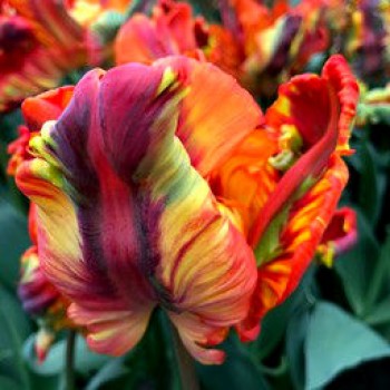 Bulbi lalele Rasta Parrot - Pachet 5 bucăți