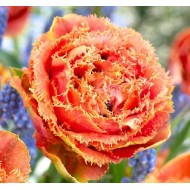 Bulbi lalele Sensual Touch ® - Pachet 5 bucăți Bulbi lalele Sensual Touch ® - Pachet 5 bucăți