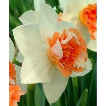 Bulbi narcise Candy Princess - Pachet 3 bucăți Bulbi narcise Candy Princess - Pachet 3 bucăți